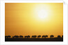 Morning Wildebeest Migration by Anonymous