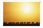 Morning Wildebeest Migration by Anonymous