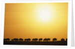 Morning Wildebeest Migration by Anonymous