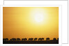 Morning Wildebeest Migration by Anonymous