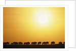 Morning Wildebeest Migration by Anonymous