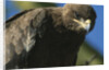Close-up of Tawny Eagle by Anonymous