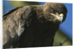 Close-up of Tawny Eagle by Anonymous