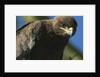 Close-up of Tawny Eagle by Anonymous
