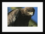 Close-up of Tawny Eagle by Anonymous