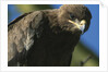 Close-up of Tawny Eagle by Anonymous