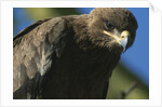 Close-up of Tawny Eagle by Anonymous