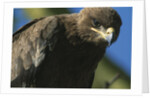 Close-up of Tawny Eagle by Anonymous