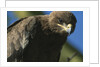 Close-up of Tawny Eagle by Anonymous