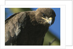 Close-up of Tawny Eagle by Anonymous