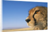 Close-up of Cheetah by Anonymous