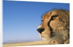 Close-up of Cheetah by Anonymous