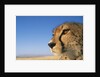 Close-up of Cheetah by Anonymous