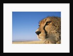 Close-up of Cheetah by Anonymous