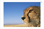 Close-up of Cheetah by Anonymous