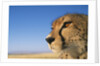 Close-up of Cheetah by Anonymous