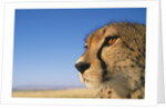 Close-up of Cheetah by Anonymous