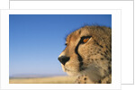 Close-up of Cheetah by Anonymous