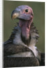 Close-up of Lappet-Faced Vulture by Anonymous