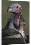 Close-up of Lappet-Faced Vulture by Anonymous