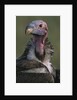 Close-up of Lappet-Faced Vulture by Anonymous
