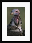 Close-up of Lappet-Faced Vulture by Anonymous
