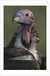 Close-up of Lappet-Faced Vulture by Anonymous