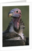 Close-up of Lappet-Faced Vulture by Anonymous