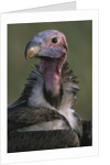 Close-up of Lappet-Faced Vulture by Anonymous