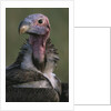 Close-up of Lappet-Faced Vulture by Anonymous