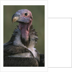 Close-up of Lappet-Faced Vulture by Anonymous