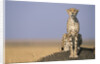 Cheetah on Termite Mound by Anonymous
