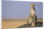 Cheetah on Termite Mound by Anonymous