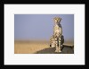 Cheetah on Termite Mound by Anonymous