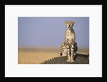 Cheetah on Termite Mound by Anonymous