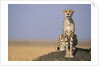 Cheetah on Termite Mound by Anonymous