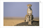 Cheetah on Termite Mound by Anonymous