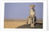 Cheetah on Termite Mound by Anonymous
