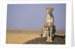 Cheetah on Termite Mound by Anonymous