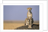 Cheetah on Termite Mound by Anonymous
