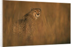 Cheetah in Grass by Anonymous