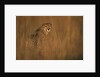 Cheetah in Grass by Anonymous