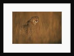 Cheetah in Grass by Anonymous
