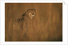 Cheetah in Grass by Anonymous