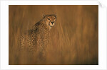 Cheetah in Grass by Anonymous