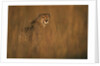 Cheetah in Grass by Anonymous