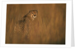 Cheetah in Grass by Anonymous