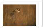 Cheetah in Grass by Anonymous