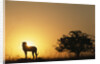 Silhouette of Cheetah and Tree by Anonymous