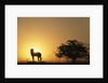 Silhouette of Cheetah and Tree by Anonymous